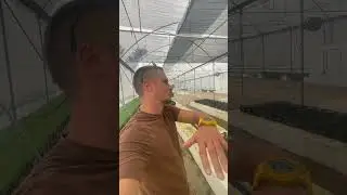 Ферма микрозелени в Мексике