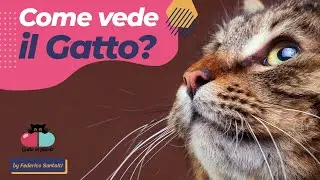 Come VEDE il Gatto?🐱 entriamo nei suoi occhi!