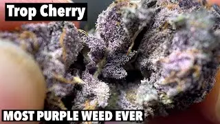 MOST PURPLE WEED EVER?