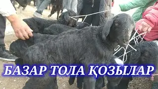 Келес Абай Қозы Қой бағасы , Мал базар 2023 , Абай мал базары , Cattle market