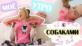 Моё утро с собаками 🐶❤🐶