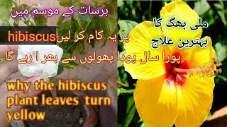 How to grow and care for Hibiscus plants.Get maximum flowers in hibiscus/ Fertilizer for Hibiscuses.