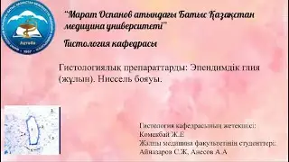 Разбор гистологического препарата: Эпендимная глия (спинной мозг). Окраска по Нисслю.