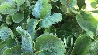 ЧТО ТАКОЕ КСД. КСД сорта клубники. Клубничные термины КСД.