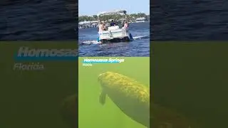 Snorkeling With Manatees