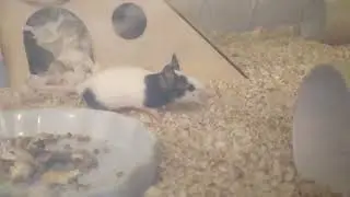 ЯПОНСКИЕ МЫШИ ИЗУЧАЮТ НАПОЛНИТЕЛЬ