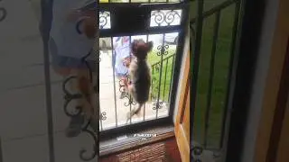 Little Dog Loves Getting the Mail! - RxCKSTxR Comedy Voiceover