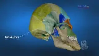 3D Обучение по анатомия – Кости на черепа