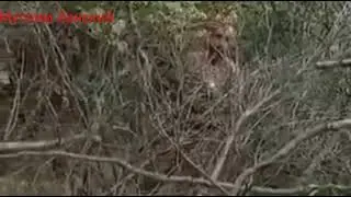 Вы только послушайте на этих вчерашних героев-духов..