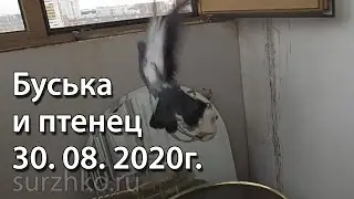 Буська и птенец 30. 08. 2020г.