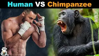 How Strong is a Chimpanzee Compared to a Human?