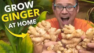 Ginger Masterclass: Plant Once, Harvest Forever!