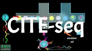 Total-seq Workflow | CITE-seq | Simultaneous Proteomics & Transcriptomics | Biolegend |