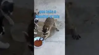 Gary the Raccoon