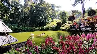 Free Stock Footage - The Colors of Doi Tung festival at Doi Tung Palace (Editorial)