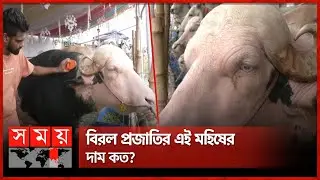 বাজারে নজর কেড়েছে ভারতীয় নীলারাভি মহিষ | Qurbani buffalo Haat | Buffalo Market | Eid-Ul-Adha | Somoy