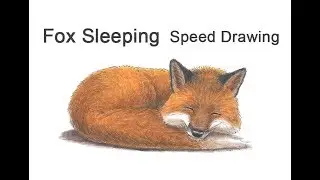 Fox (Sleeping) Time-lapse / Speed Drawing