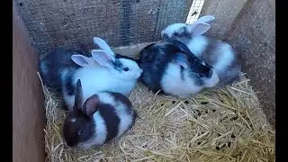 My Buck Rabbit is in Heaven, or maybe Hell....😁🐰 5 new babbits