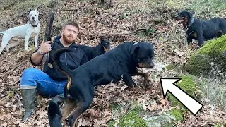 6 KÖPEKLE DAĞDA AYI’YI TAKİP ETTİK ÖLÜ HAYVAN BULDUK! TYSON MARLA DİABLO DEDE GECE CHİVAS