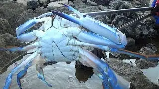 Small fish catching the sea to find the local crab caught in the barrel