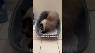 Все кошки ненавидят это! 🙀 #кошки  #кот #котики