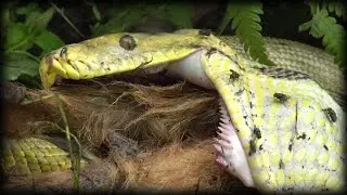 Python Eats Goat 01 Stock Footage