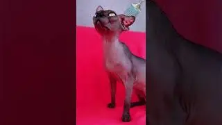 Кыця застряла в душе? что делать?