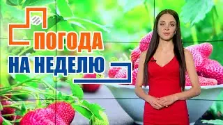 Дожди сменят жару! Погода на неделю / Прогноз погоды с 4 по 10 июля 2022 / Лунный календарь