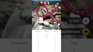 я не  знаю что выкладывать #кот #cat #видео #мем #глобальныерекомендации #юмор #мемныекоты