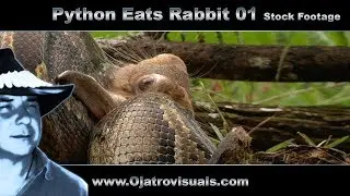 Python Eats Rabbit Stock Footage