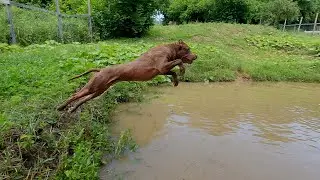 Красивые Прыжки питбулей в воду ! Малышка питбуля очень слаба... Питбуль Араб чуть не утонул