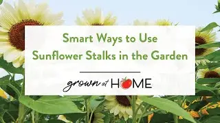 🌻 Smart Ways to Use Sunflower Stalks in the Garden 🌻 #gardentips #sunflowergarden #smartgardening