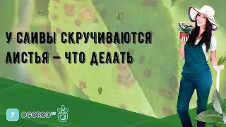 У сливы скручиваются листья — что делать