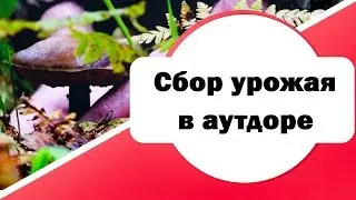 №52 Когда собирать урожай в аутдоре | советы и правила безопасности