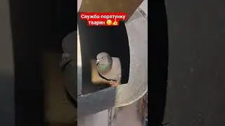 "служба порятунку тварин" 😱голуб в трубі...