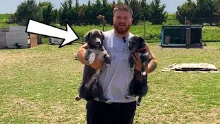 JEGİYE YENİ EŞ VE DİŞİ DOBERMAN GELDİ!