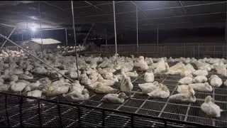 Home Farm | The ducks went into the coop before they could rest assured and go to sleep