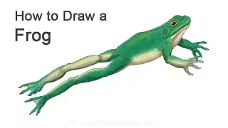 How to Draw a Frog (Jumping)