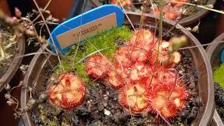 Growing Sundew Seeds Update