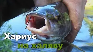 Summer fishing. It happens! Grayling for free! On the roll. Funny.