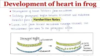 Development of heart in frog | Handwritten notes