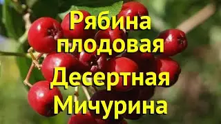 Рябина плодовая Десертная Мичурина. Краткий обзор, описание sorbus Desertnaya Michurina