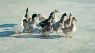 Хлебные крошки