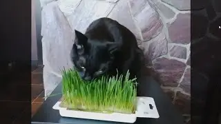 Мейн кун Степан и кот Тихон. Котэ жевал траву...