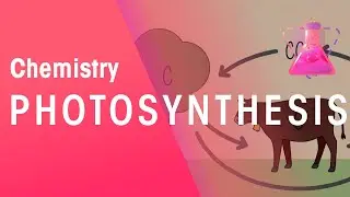 Photosynthesis & Respiration | Reactions | Chemistry | FuseSchool