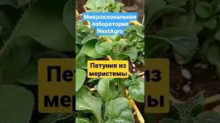 Микроклоны петунии и малины, саженцы Р9
