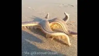 Underwaterstuff shots ||animals ||ocean ||the shark ||the water monsters ||the cute animal videos ||