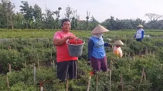 Cabe mahal‼️Emak Ikut Panen Cabe Sendiri diSawah