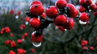 Lumiere - Silent Night