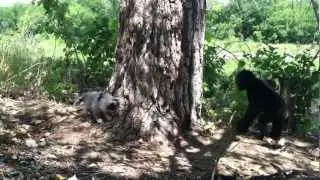 Teco plays with Jellybean